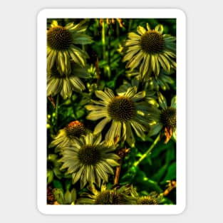 Yellow Echinacea Flowers Sticker